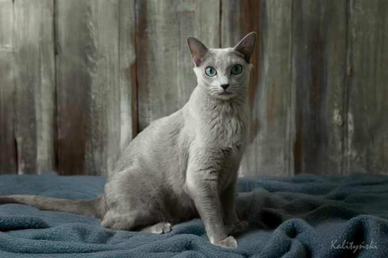 Rusian Blue