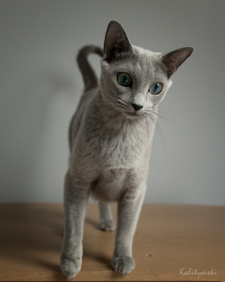 Rosyjski Niebieski